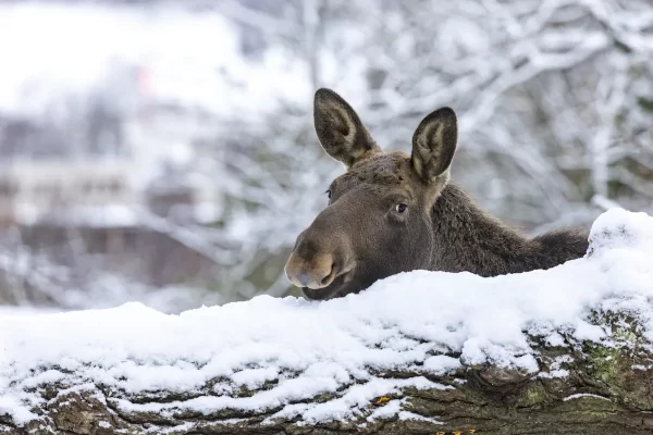 The elks at Skansen in Stockholm. Photo: © Jonathan Lundkvist, Skansen