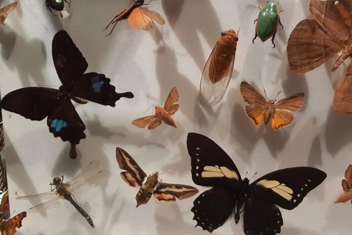 Swedish Museum of Natural History in Stockholm, butterflies. Photo: abdeaitali (CC BY-SA 3.0)