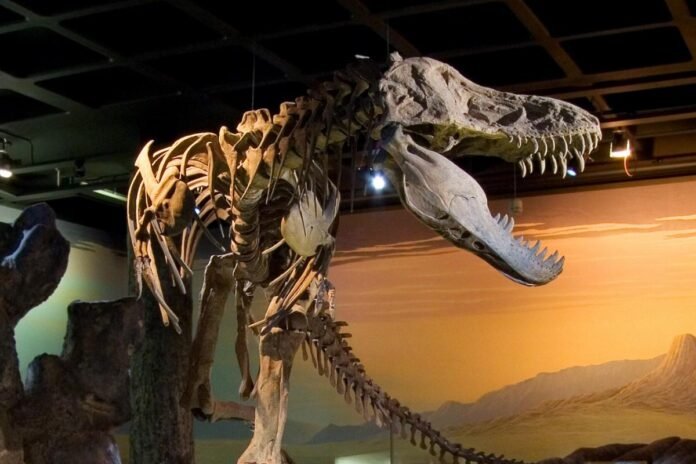 Tyrannosaurus at the Swedish Museum of Natural History in Stockholm. Photo: Unknown.