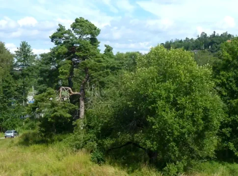 View to the north from the ruin mound at Almare-Stäket. Lake Mälaren in the background. Photo: Holger.Ellgaard (CC BY-SA 4.0)