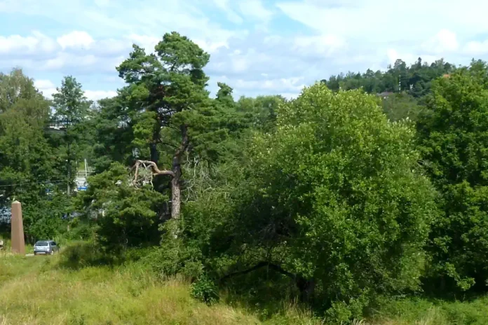View to the north from the ruin mound at Almare-Stäket. Lake Mälaren in the background. Photo: Holger.Ellgaard (CC BY-SA 4.0)