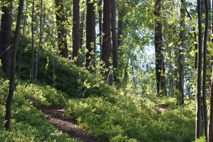 Scenery from the Årstaskogen nature reserve in Stockholm, Sweden. Photo: Ascilto (CC BY-SA 4.0)