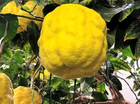 Bergius Botanic Garden: A World of Plants in Stockholm