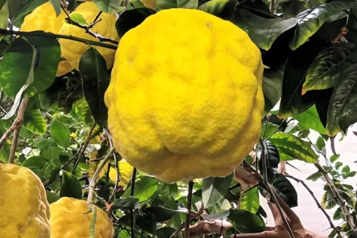 Bergius Botanic Garden has several different types of citrus trees. © StockholmMuseum.com