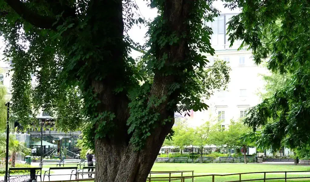 View towards Berns of the Berzelii park in Stockholm. Photo: Ray Swi-hymn (CC BY-SA 2.0).