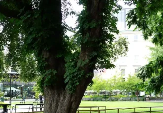 View towards Berns of the Berzelii park in Stockholm. Photo: Ray Swi-hymn (CC BY-SA 2.0).