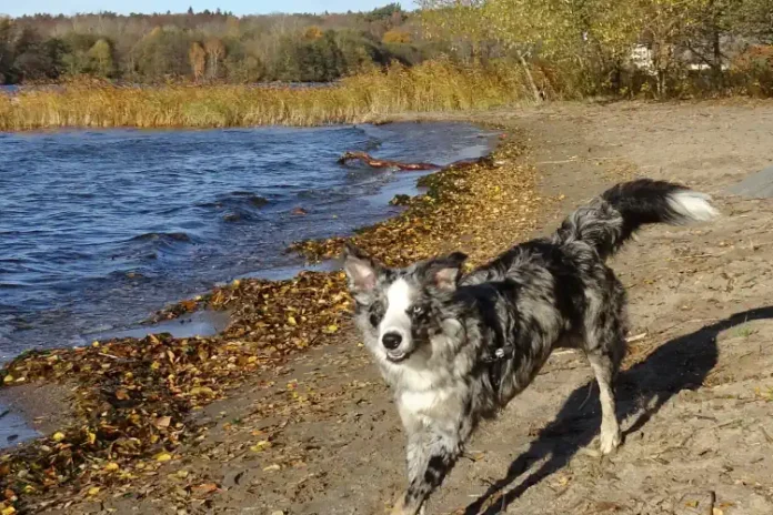 It seems like everyone loves water. Photo: Holger.Ellgaard (CC BY-SA 4.0)