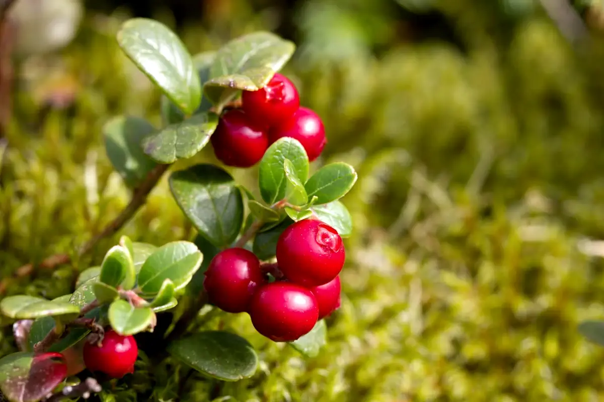 Lingonberries are a very common plant in Swedish forests, and therefore have a strong cultural grounding.