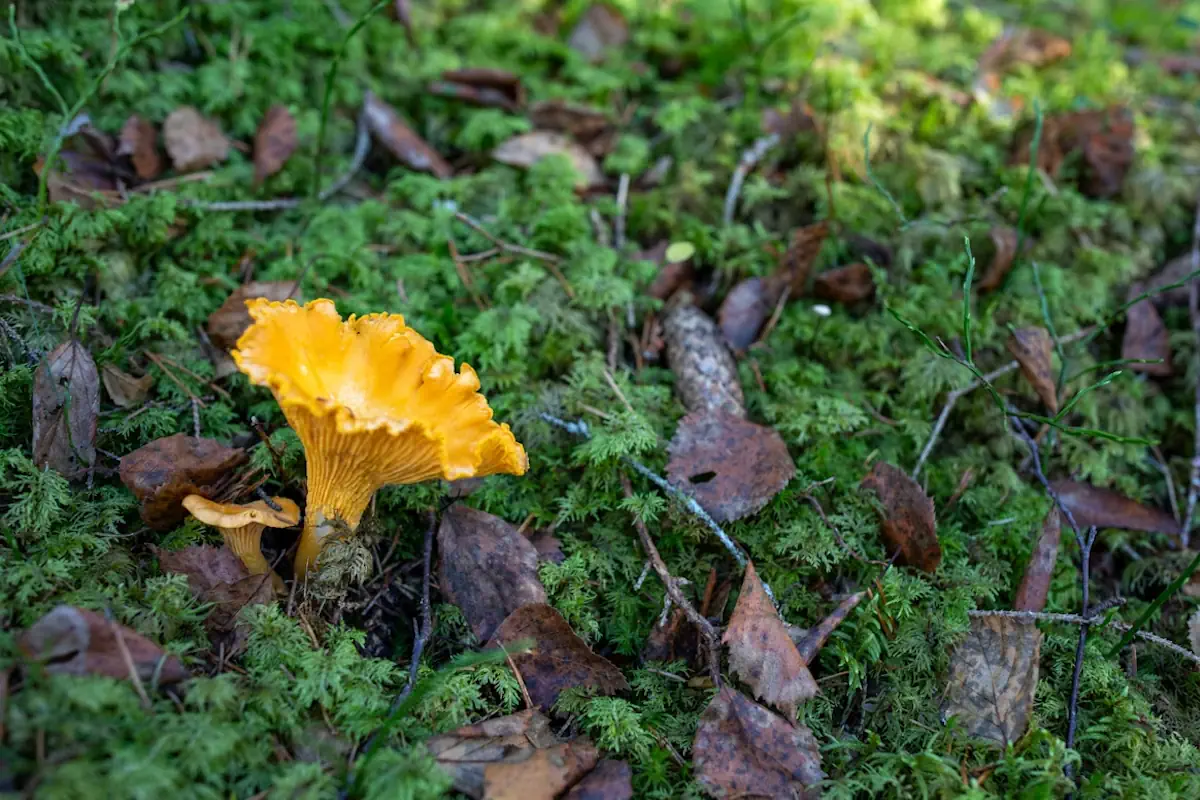 In Sweden, picking chanterelles in the forest is a beloved outdoor activity.
