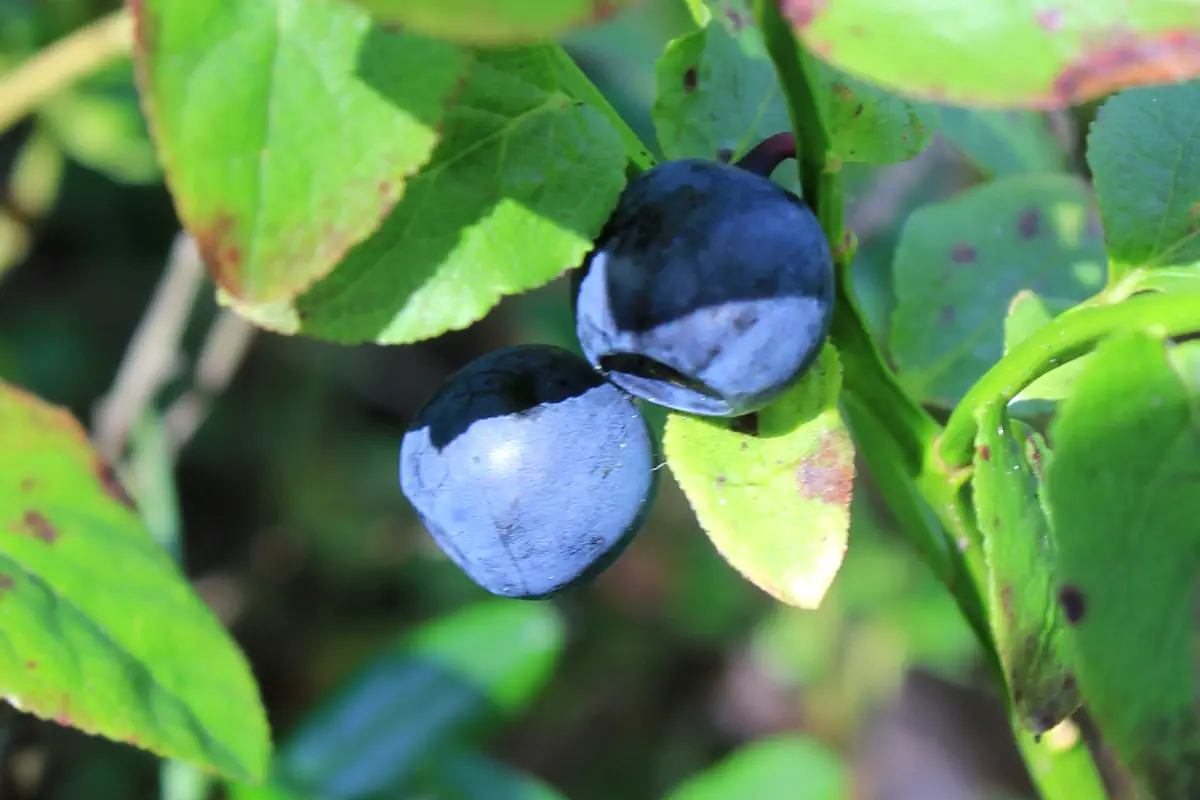 Ripe blueberries, perfect for picking—here from Sweden’s west coast.