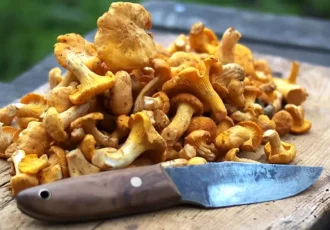 Freshly picked chanterelles ready to be fried in butter—a Swedish delicacy. Photo: Nick Grappone/Unsplash