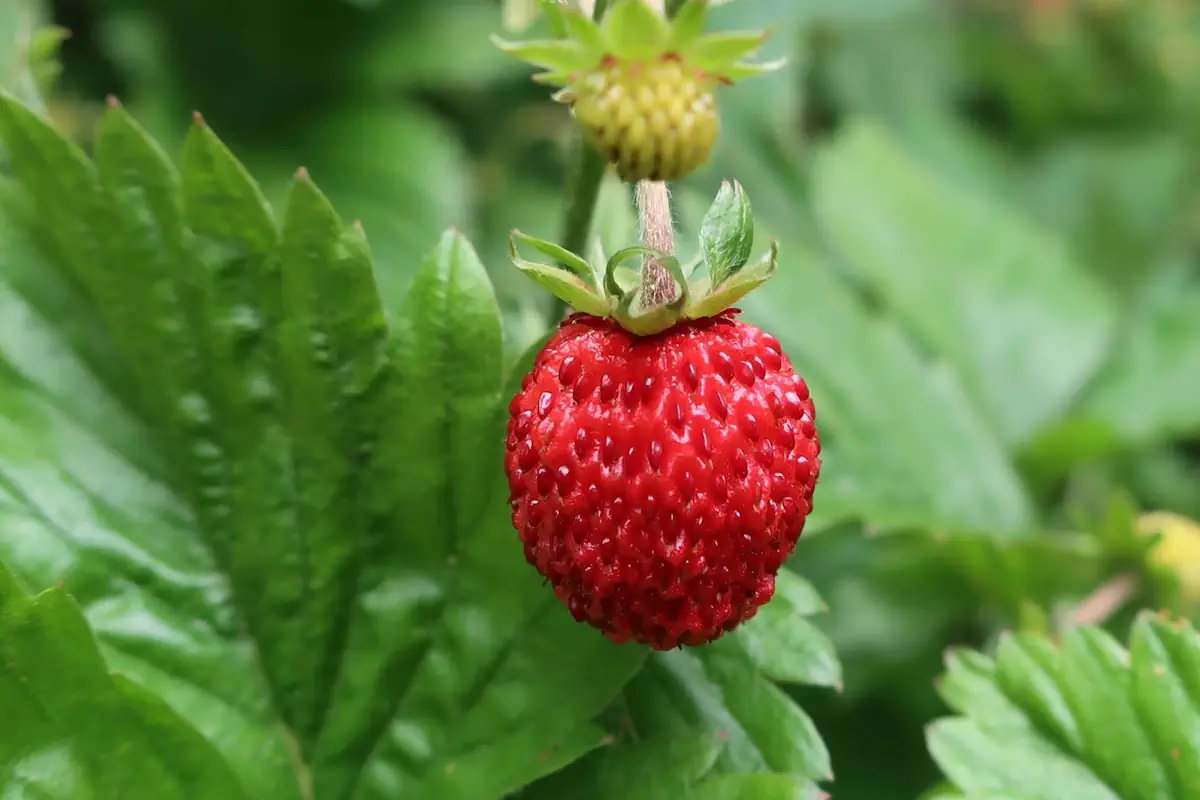 Wild strawberries hold a special place in Swedish culture—and they’re truly delicious.