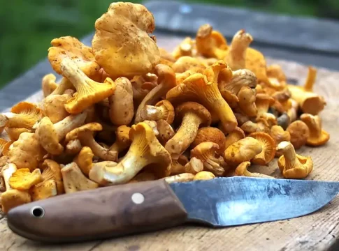 Freshly picked chanterelles ready to be fried in butter—a Swedish delicacy. Photo: Nick Grappone/Unsplash