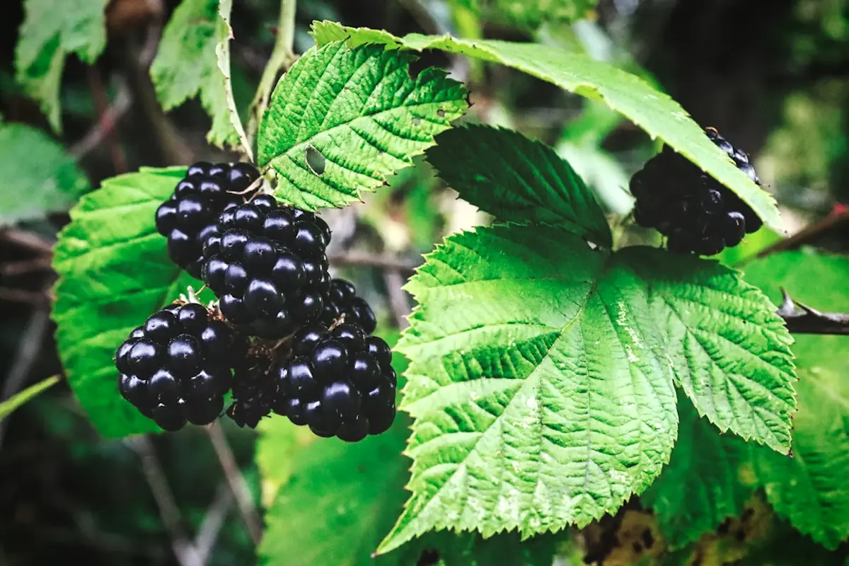 Blackberries ripen relatively late in the season—but they’re worth the wait!