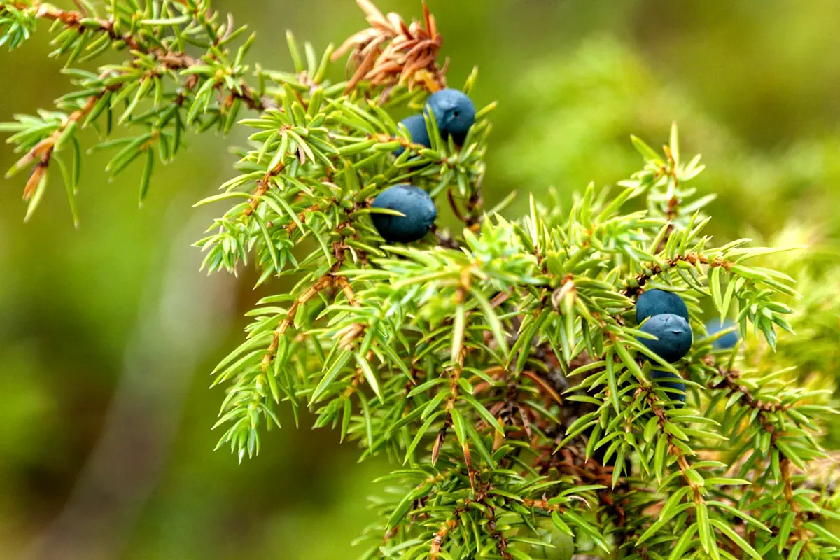 Juniper berries are an old spice. In the 19th century, Sweden was the main exporter of juniper berries for British gin production.