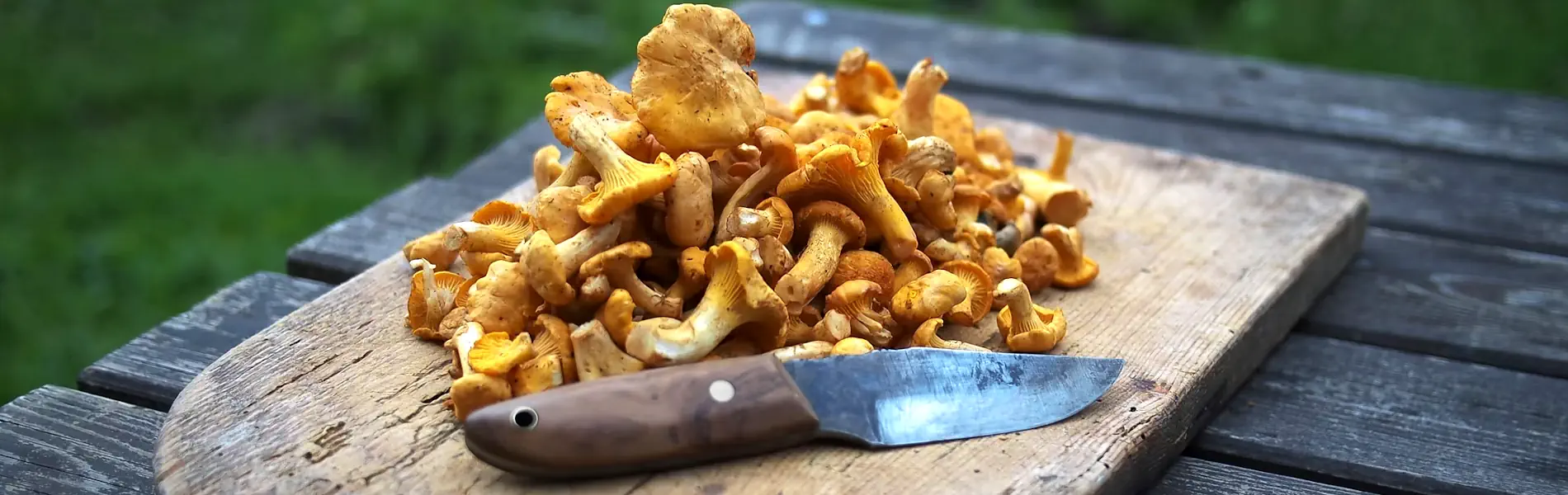 Freshly picked chanterelles ready to be fried in butter—a Swedish delicacy. Photo: Nick Grappone/Unsplash