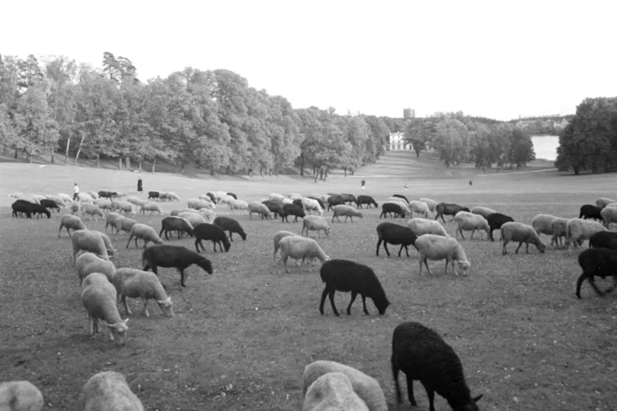 Grazing sheep in Haga Park, 1949. Photo: Lennart af Petersens - Stockholmskällan/Public domain