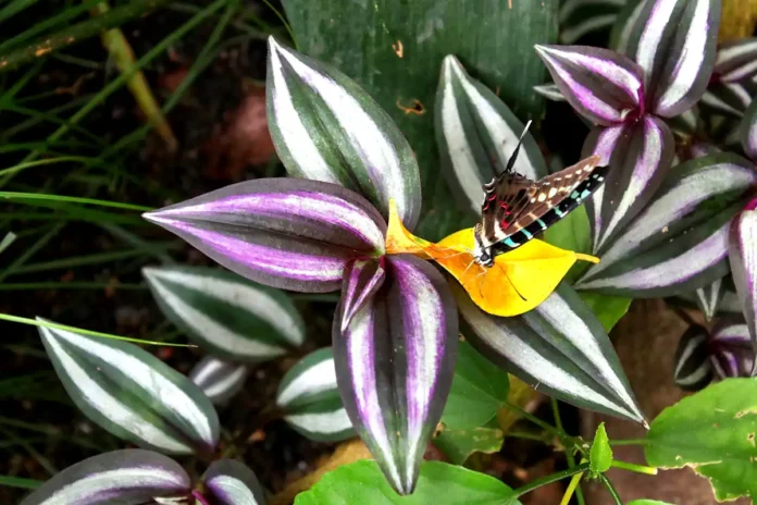 Interior view from the Butterfly House Haga Ocean just north of central Stockholm. Photo: Guillaume Baviere (CC BY-SA 2.0)