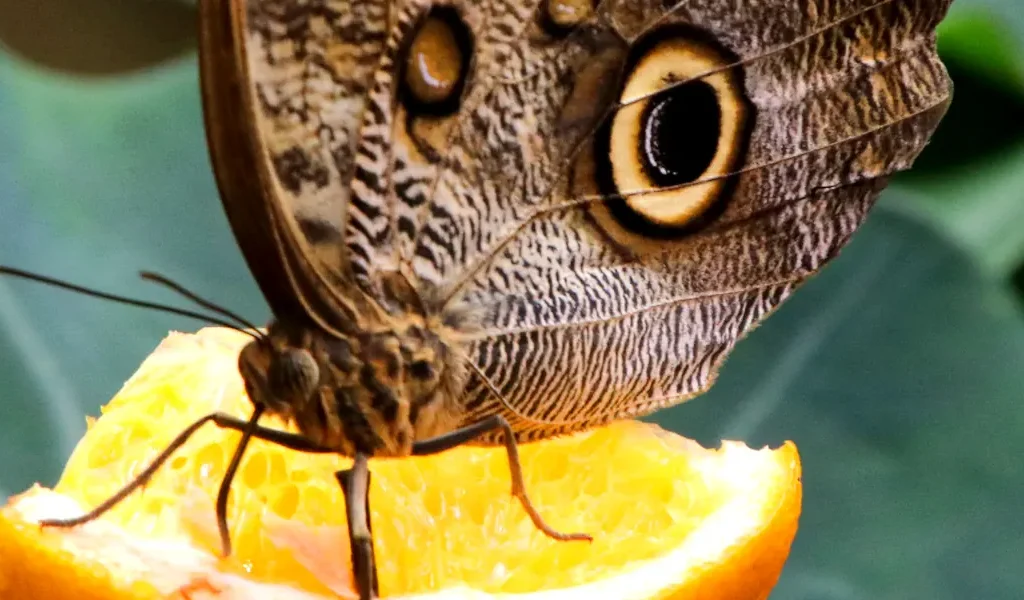 Caligo Memnon at the Butterfly House Haga Ocean in Stockholm. Photo: Guillaume Baviere (CC BY-SA 2.0)