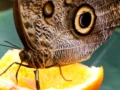 Caligo Memnon at the Butterfly House Haga Ocean in Stockholm. Photo: Guillaume Baviere (CC BY-SA 2.0)