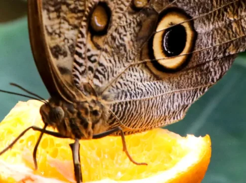 Butterfly House Haga Ocean: From Rainforest Wings to Reef Sharks