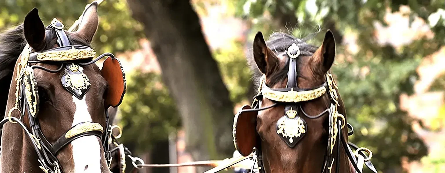The Royal Stables. Horse-drawn carriages are used at State ceremonies and official occasions. Photo: Charlotte Gawell. Copyright: Kungl. Hovstaterna.