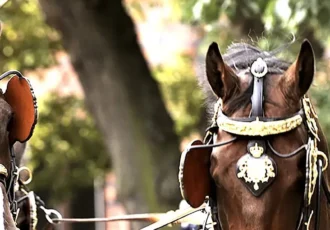 The Royal Stables. Horse-drawn carriages are used at State ceremonies and official occasions. Photo: Charlotte Gawell. Copyright: Kungl. Hovstaterna.