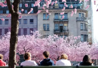 Cherry blossoms in Kungsträdgården in central Stockholm, typically in full bloom in April. Photo: Yoko Correia Nishimiya (Unsplash.com)
