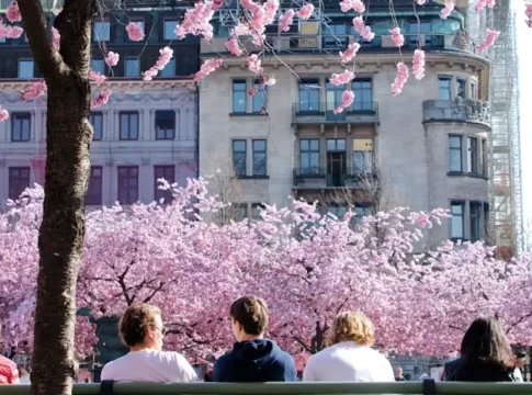 Cherry blossoms in Kungsträdgården in central Stockholm, typically in full bloom in April. Photo: Yoko Correia Nishimiya (Unsplash.com)