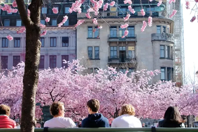 Cherry blossoms in Kungsträdgården in central Stockholm, typically in full bloom in April. Photo: Yoko Correia Nishimiya (Unsplash.com)