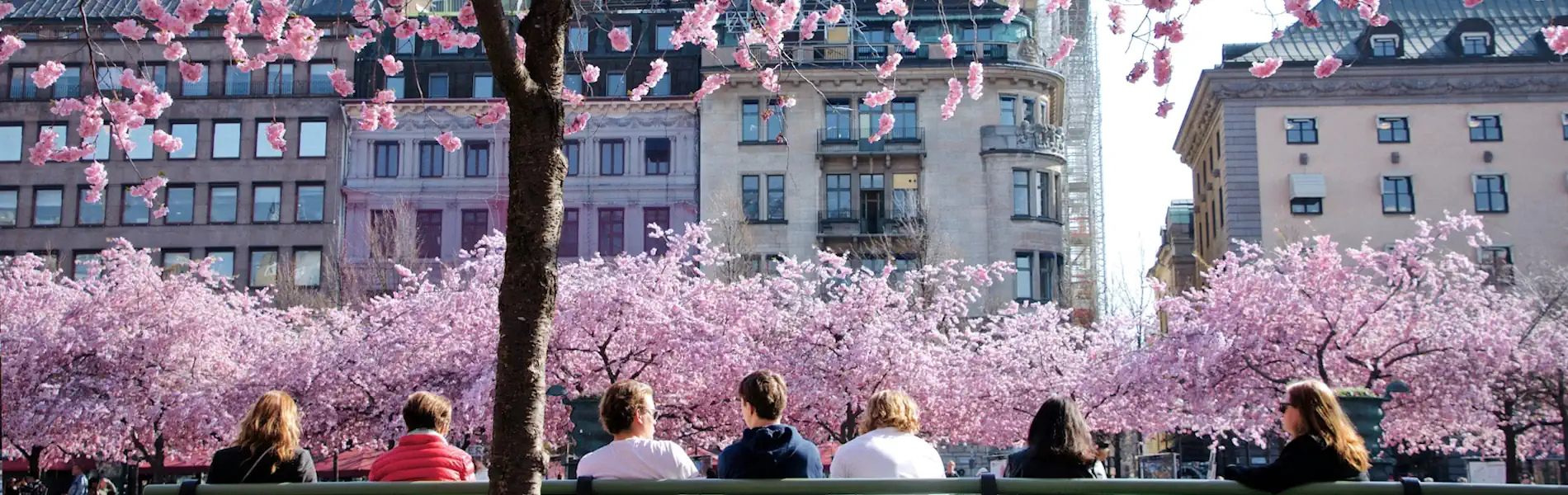 Cherry blossoms in Kungsträdgården in central Stockholm, typically in full bloom in April. Photo: Yoko Correia Nishimiya (Unsplash.com)