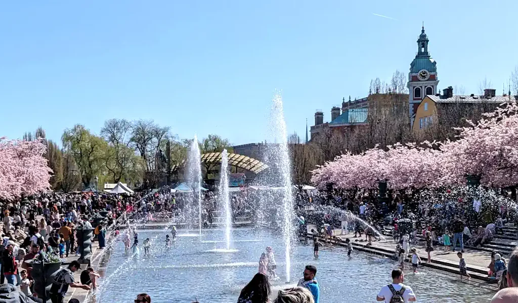 Cherry blossoms in Kungsträdgården in central Stockholm, typically in full bloom in April. Photo: AleWi (CC BY-SA 4.0)