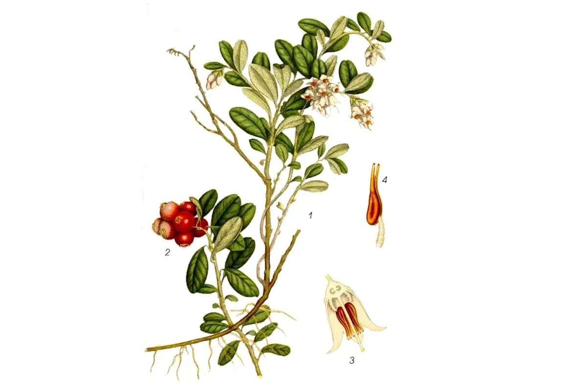 19th-century illustration depicting the lingonberry plant and its fruit.