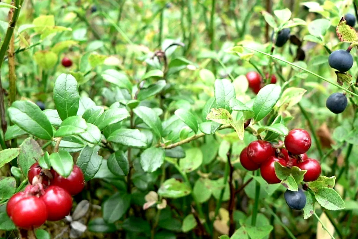 Ripe lingonberries growing in the forest, alongside wild blueberries.