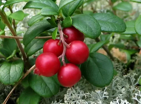Lingonberries in Sweden: A Tart Icon of Tradition and Taste