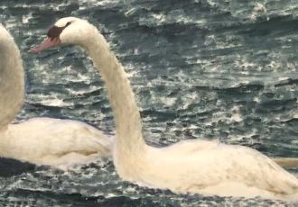 Bruno Liljefors’ 1906 painting Swans is displayed at the Thiel Gallery. Photo: (Public domain)