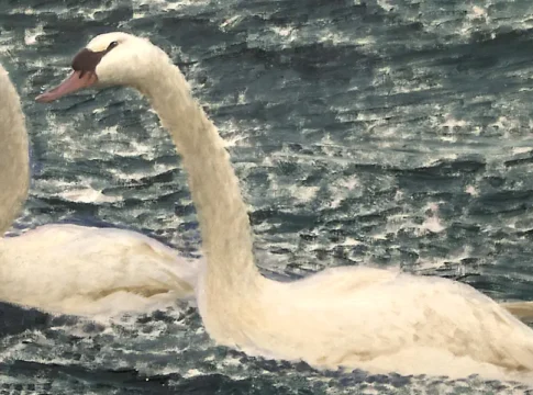 Bruno Liljefors’ 1906 painting Swans is displayed at the Thiel Gallery. Photo: (Public domain)