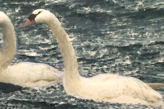 Bruno Liljefors’ 1906 painting Swans is displayed at the Thiel Gallery. Photo: (Public domain)