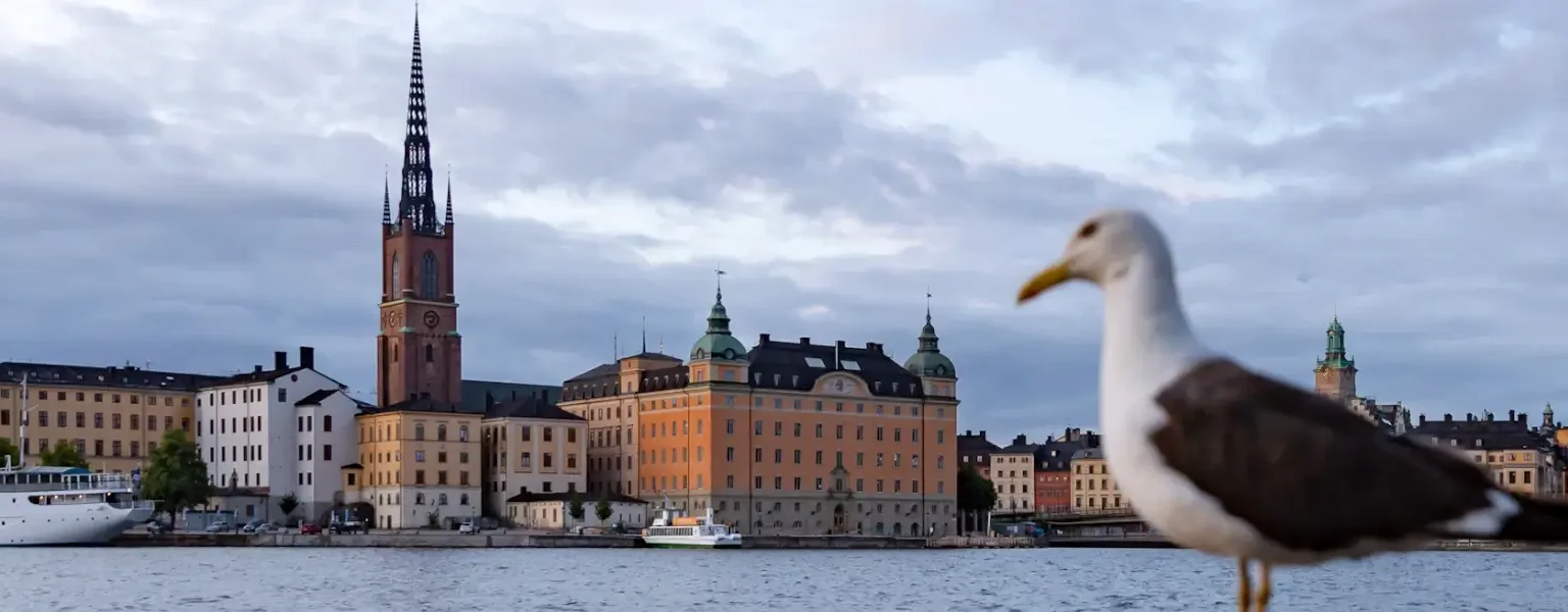 Lesser Black-backed Gull (Larus fuscus) at Söder Mälarstrand, view across Riddarfjärden towards Riddarholmskyrkan. Photo: Manfred Werner (Tsui) (cc-by-sa4.0)