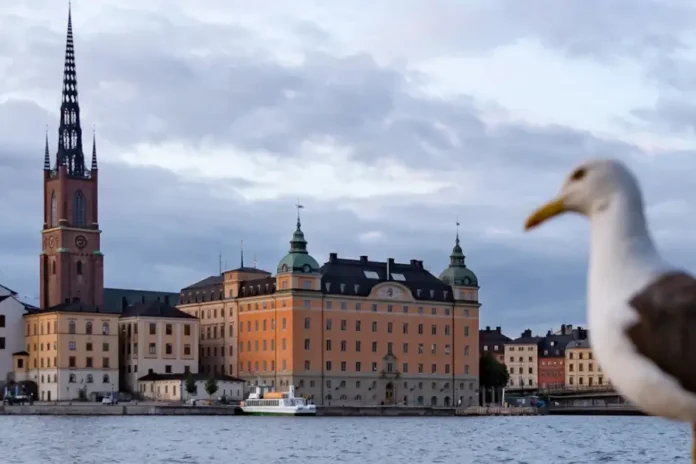 Lesser Black-backed Gull (Larus fuscus) at Söder Mälarstrand, view across Riddarfjärden towards Riddarholmskyrkan. Photo: Manfred Werner (Tsui) (cc-by-sa4.0)
