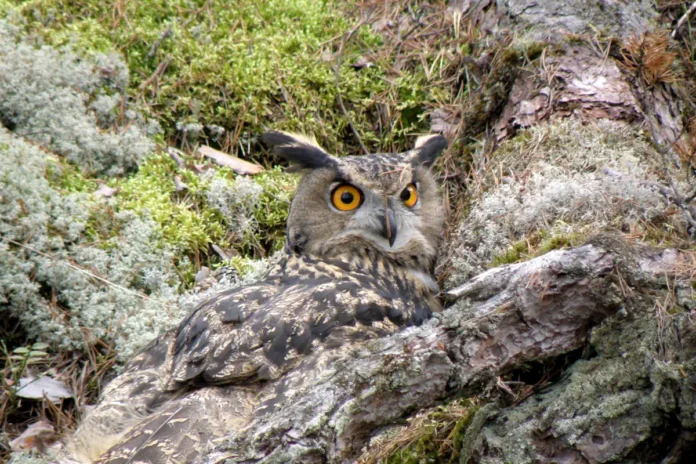 Eagle owl at Skansen in Stockholm. Photo: © Linda Törngren, Skansen
