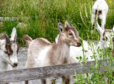 Skansen Stockholm