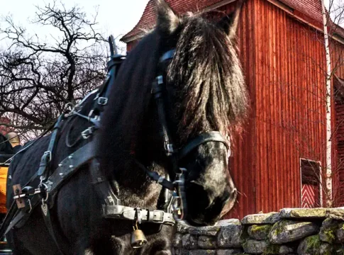 The Christmas market at Skansen offers experiences. Photo: Pernille Tofte/Skansen