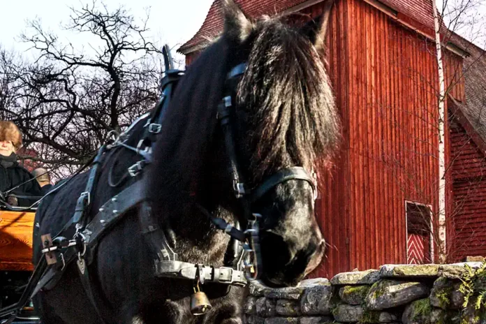 The Christmas market at Skansen offers experiences. Photo: Pernille Tofte/Skansen