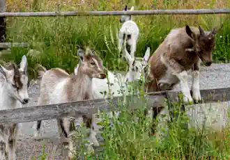 Zoological Attractions