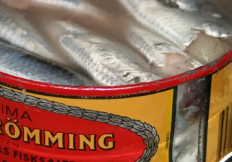 A can of ‘Prima Surströmming’ ready to be filleted and enjoyed. Photo: Wrote (CC BY 2.0)