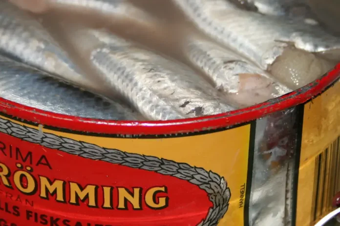 A can of ‘Prima Surströmming’ ready to be filleted and enjoyed. Photo: Wrote (CC BY 2.0)