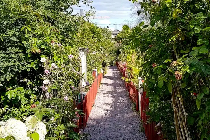 Barnängen's allotment garden in Vitabergen on Södermalm in Stockholm. Photo: © StockholmMuseum.com